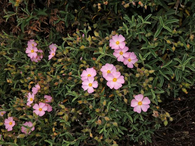 Cist malokvětý (Cistus parviflorus Lam.)