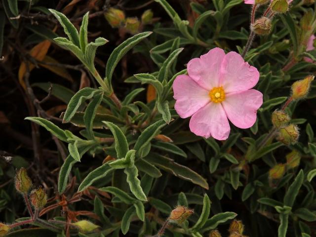 Cist malokvětý (Cistus parviflorus Lam.)