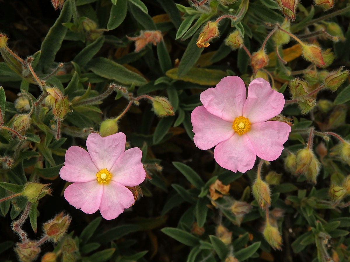 Cist malokvětý (Cistus parviflorus Lam.)