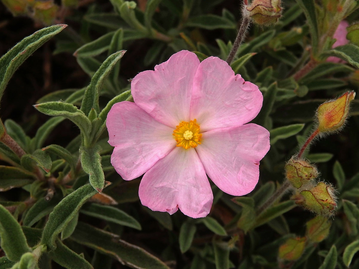 Cist malokvětý (Cistus parviflorus Lam.)