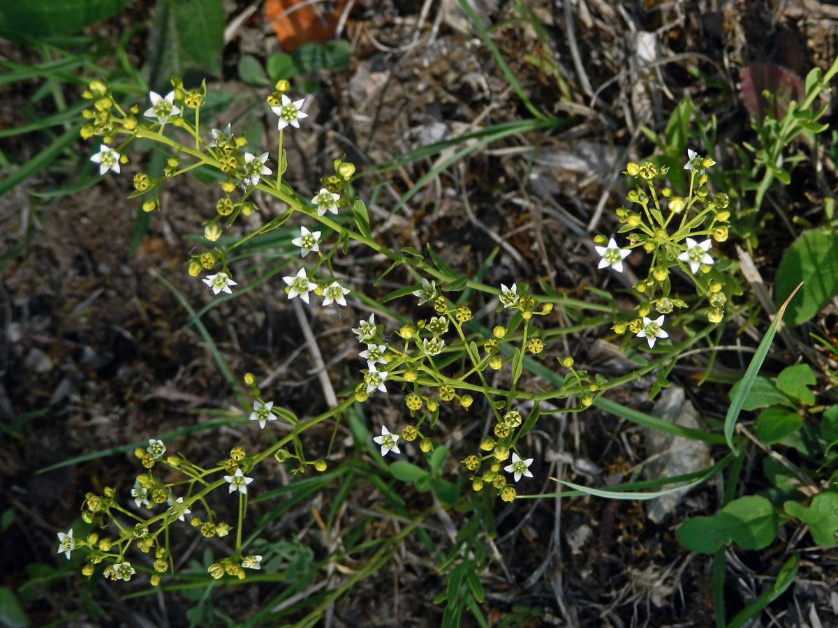 Lněnka lnolistá (Thesium linophyllon L.)