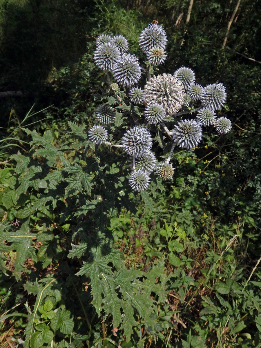 Bělotrn kulatohlavý (Echinops sphaerocephalus L.)