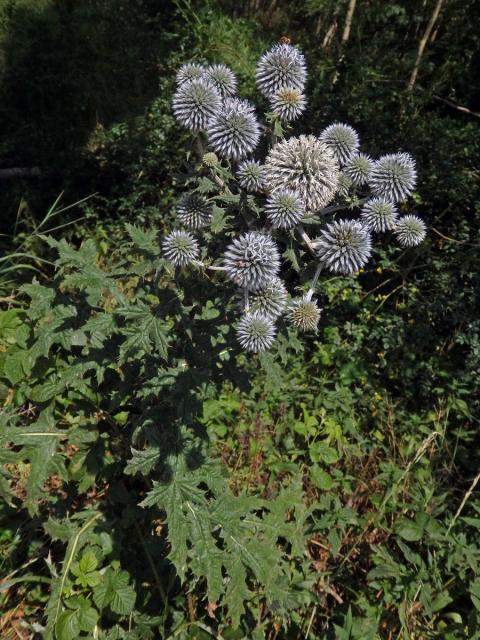 Bělotrn kulatohlavý (Echinops sphaerocephalus L.)