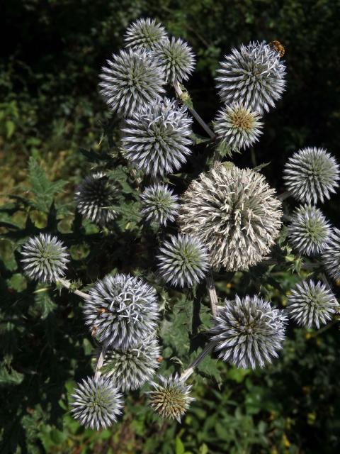 Bělotrn kulatohlavý (Echinops sphaerocephalus L.)