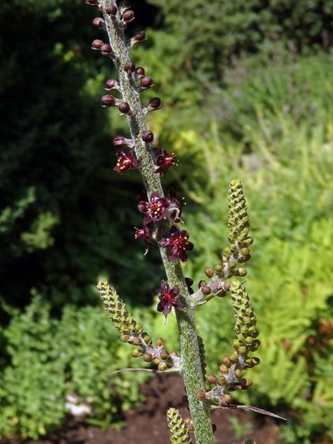 Kýchavice černá (Veratrum nigrum L.)