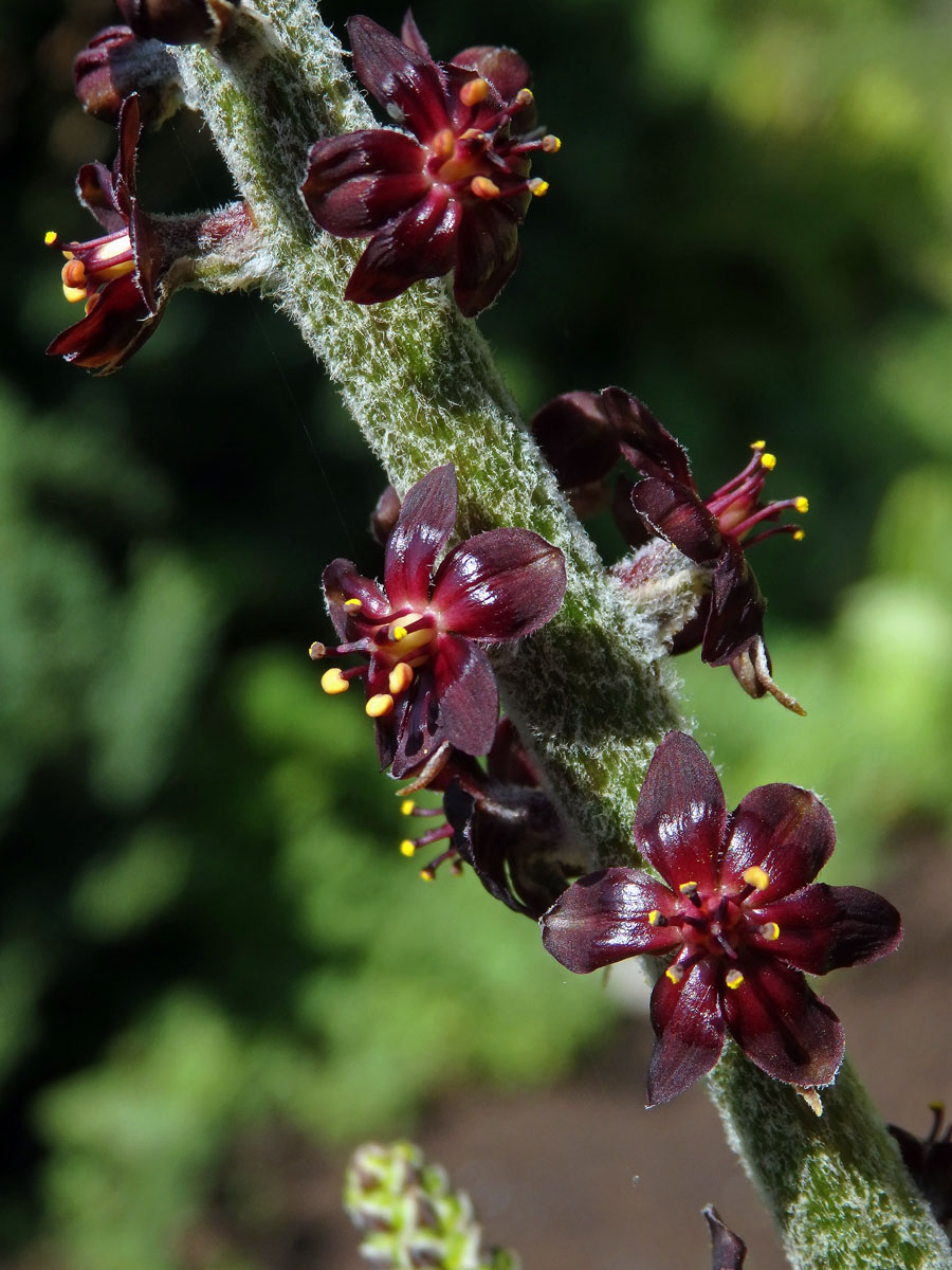 Kýchavice černá (Veratrum nigrum L.)