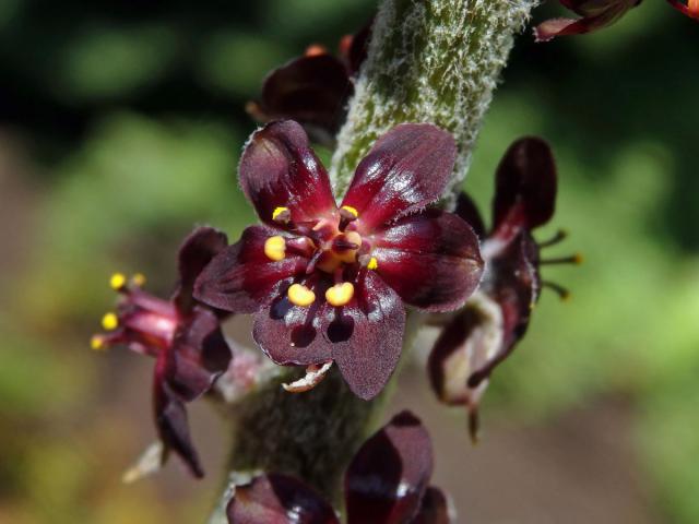 Kýchavice černá (Veratrum nigrum L.)