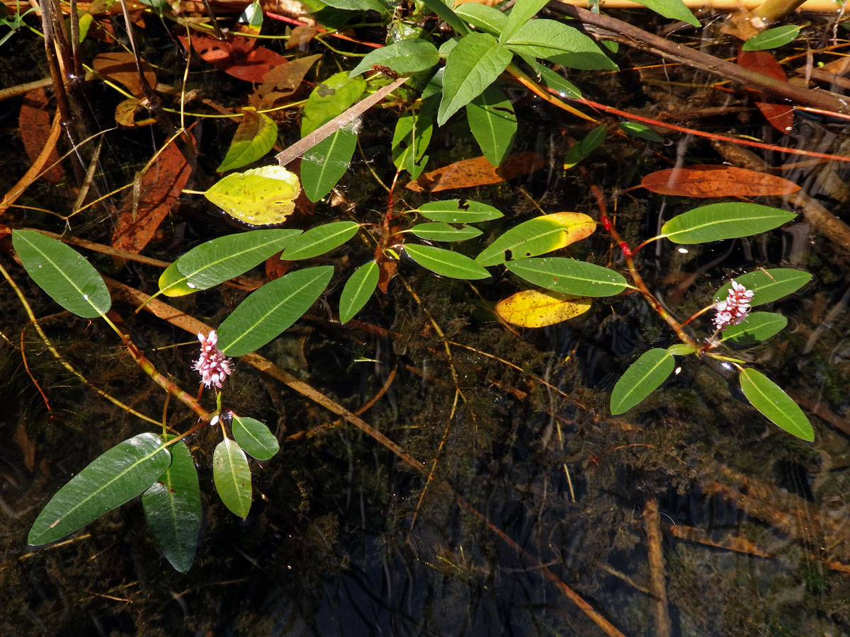 Rdesno obojživelné (Bistorta amphibia (L.) Delarbre)