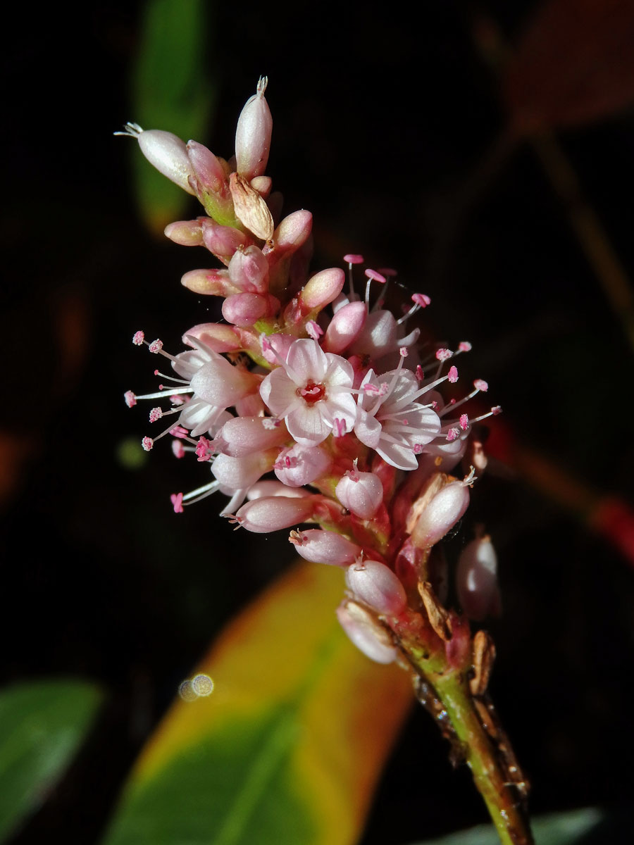 Rdesno obojživelné (Bistorta amphibia (L.) Delarbre)