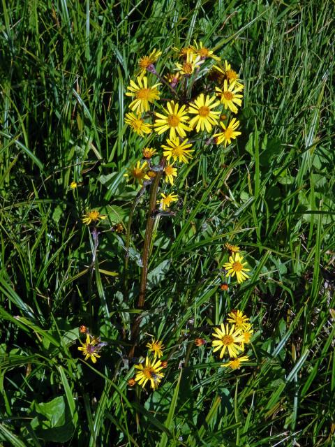 Starček potoční (Tephroseris crispa (Jacq.) Schur)