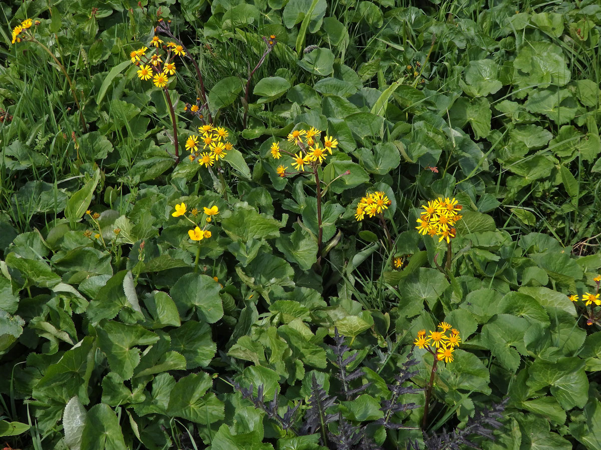 Starček potoční (Tephroseris crispa (Jacq.) Schur)