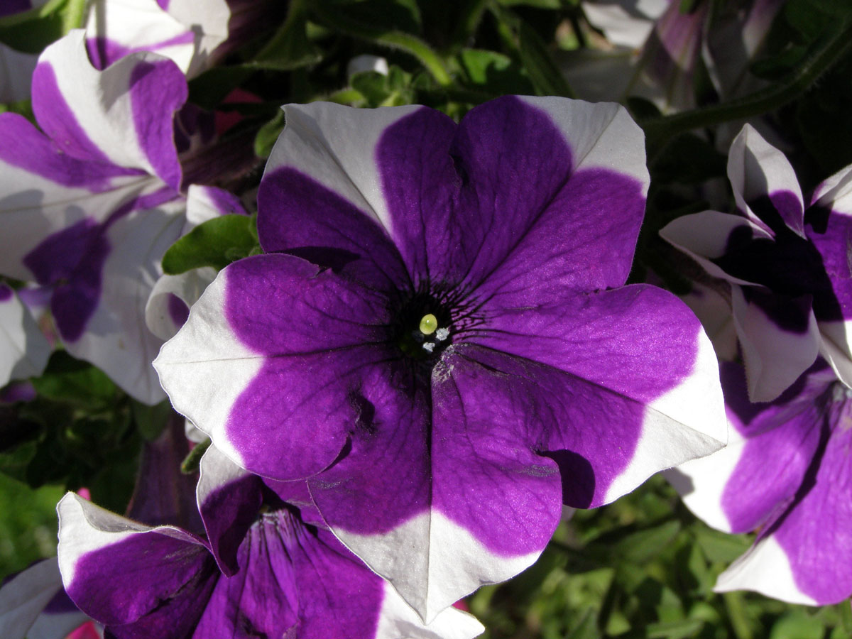 Petunie zahradní (Petunia x atkinsiana D. Don)