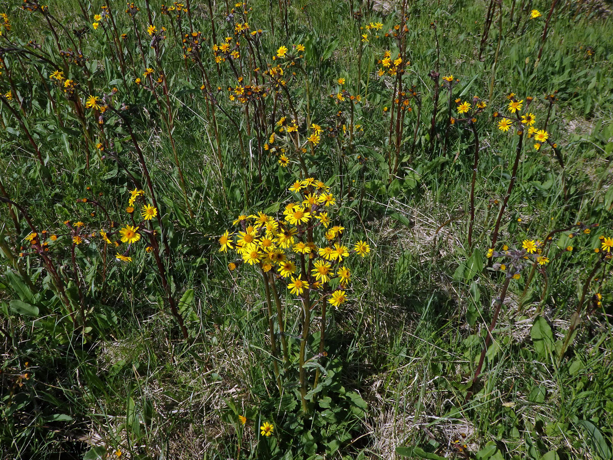 Starček potoční (Tephroseris crispa (Jacq.) Schur)