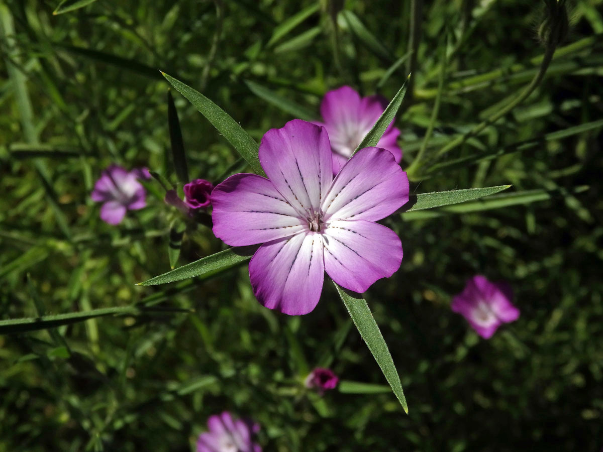 Koukol polní (Agrostemma githago L.)