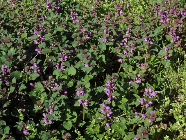 Hluchavka skvrnitá (Lamium maculatum L.)