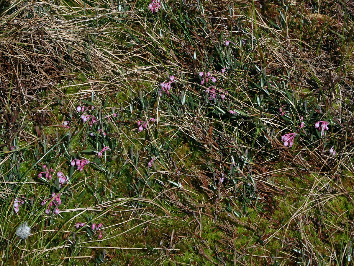 Kyhanka sivolistá (Andromeda polifolia L.)