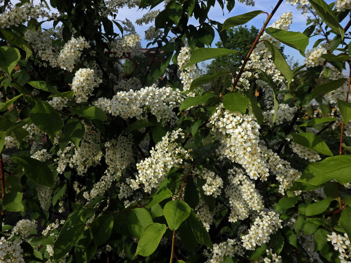 Střemcha obecná (Prunus padus L.)