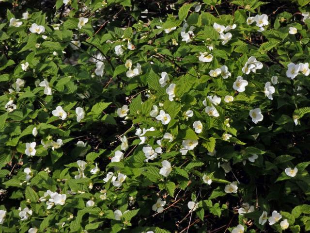 Růžovec bělokvětý (Rhodotypos scandens (Thunb.) Makino)