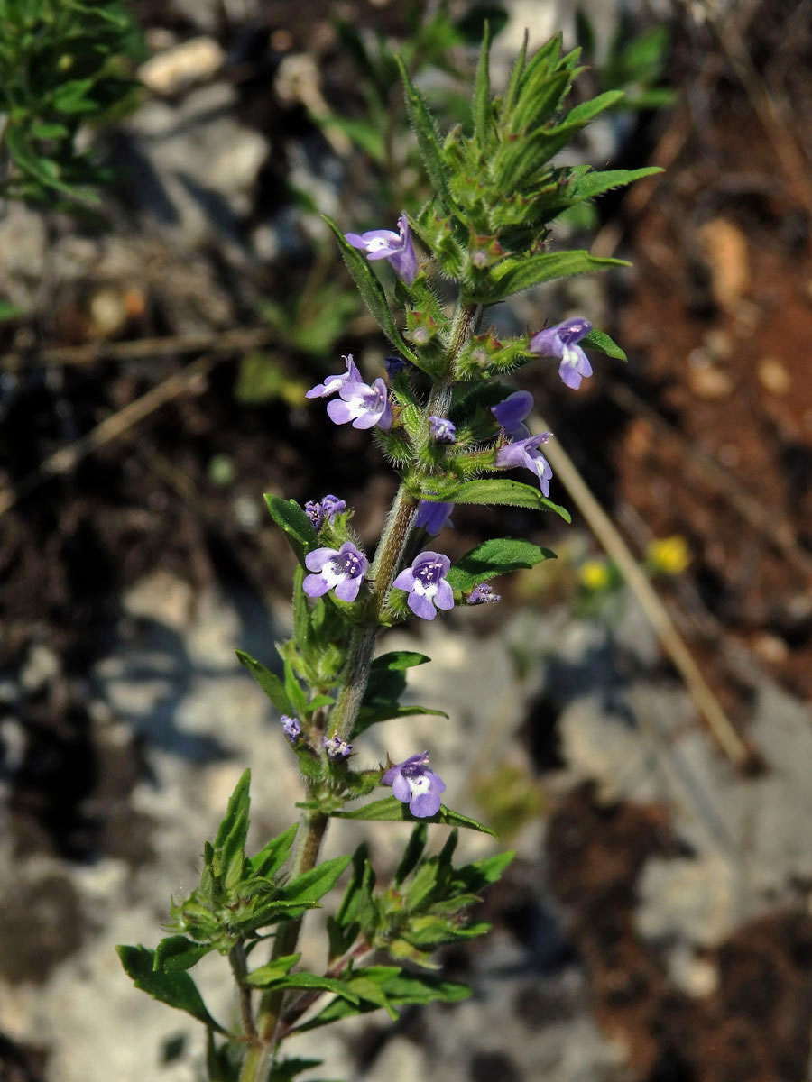 Pamětník rolní (Acinos arvensis (Lamk.) Dandy)