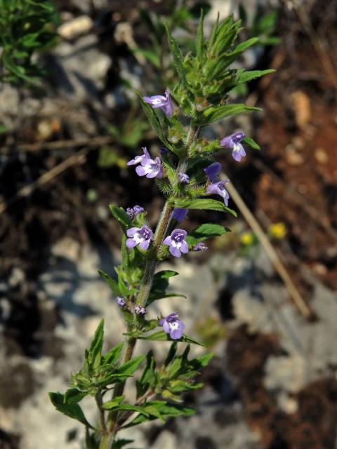 Pamětník rolní (Acinos arvensis (Lamk.) Dandy)