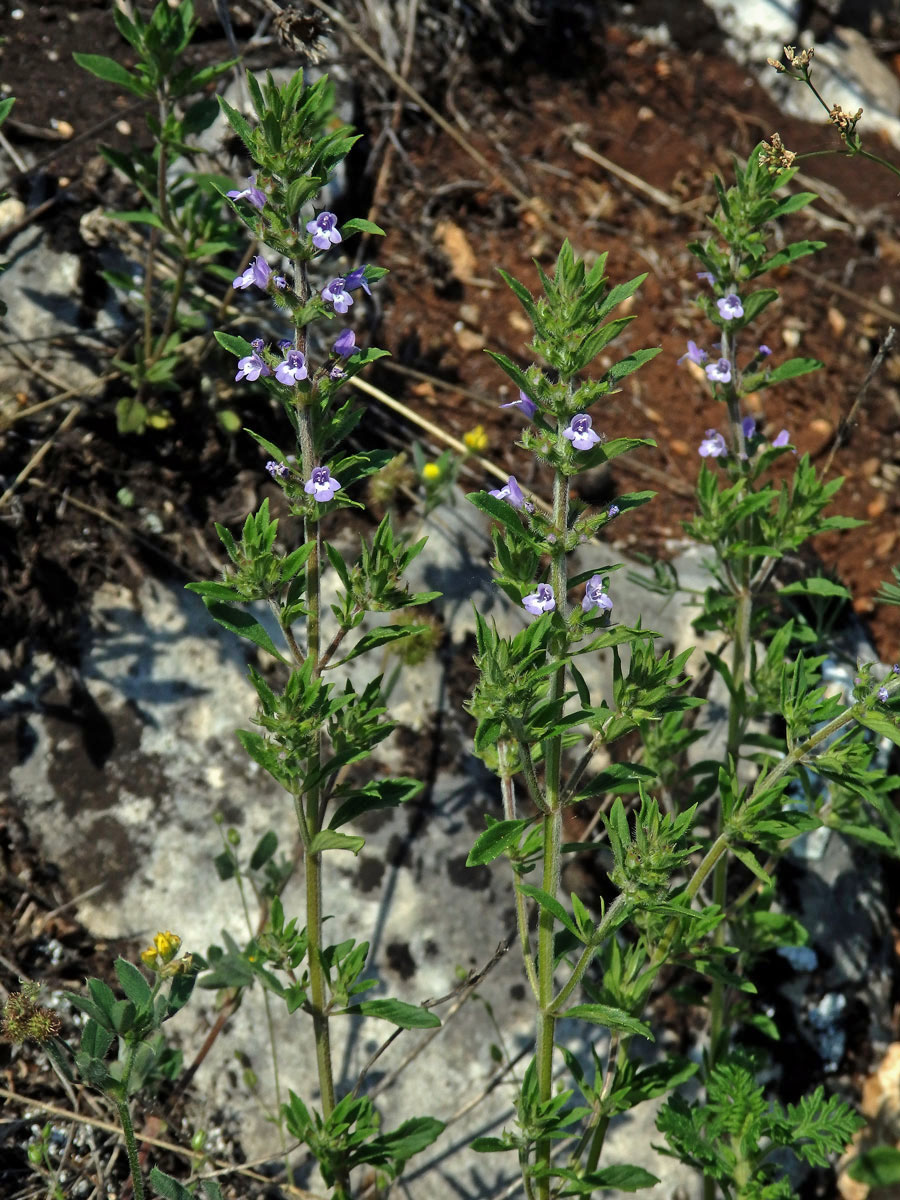 Pamětník rolní (Acinos arvensis (Lamk.) Dandy)