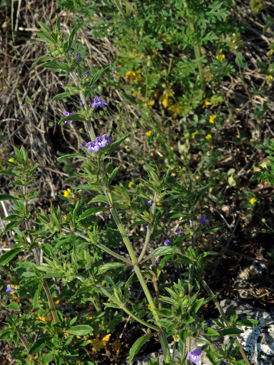 Pamětník rolní (Acinos arvensis (Lamk.) Dandy)