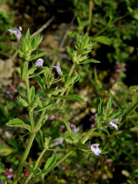 Pamětník rolní (Acinos arvensis (Lamk.) Dandy)