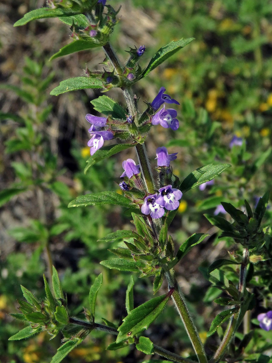 Pamětník rolní (Acinos arvensis (Lamk.) Dandy)