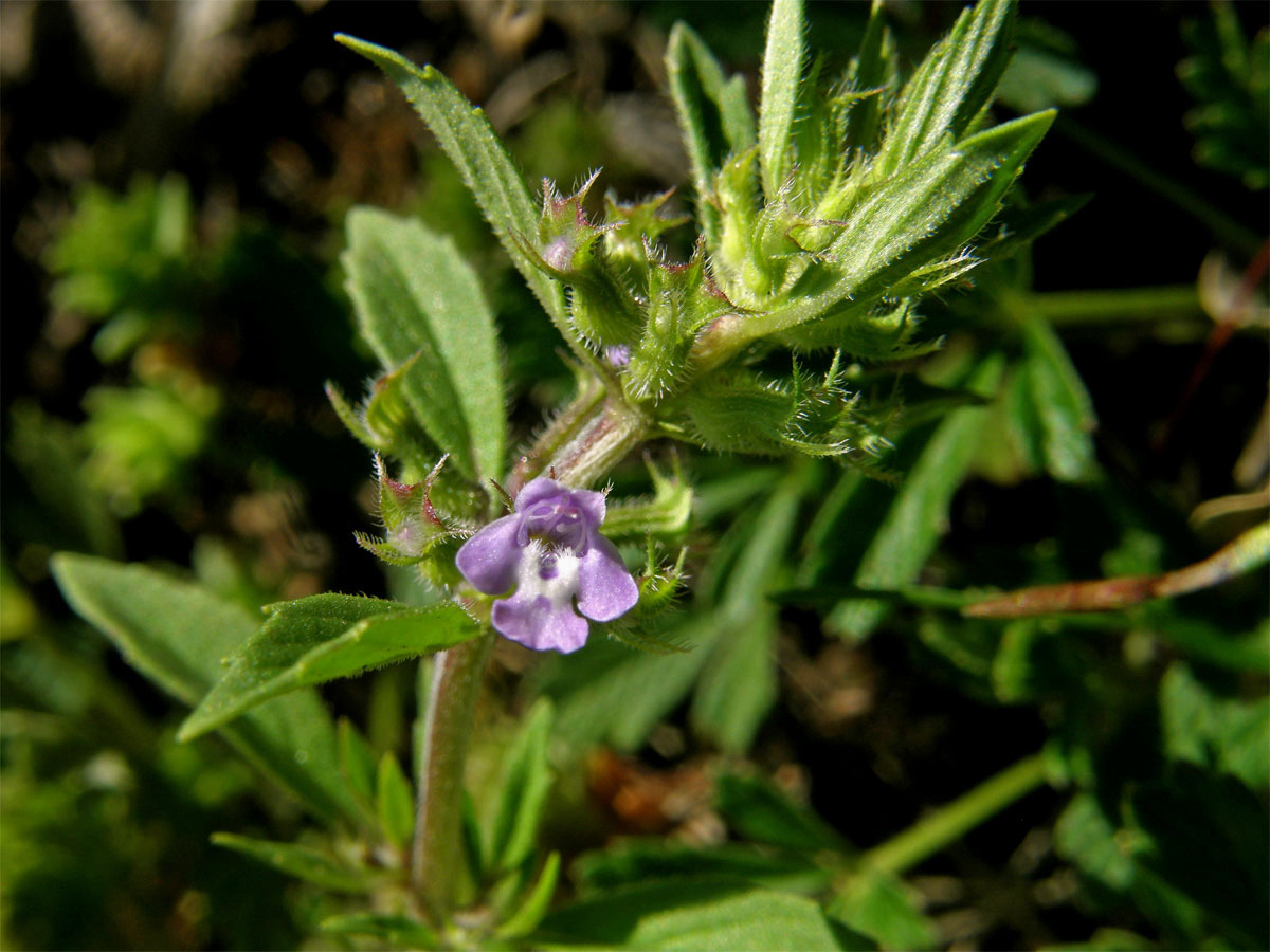 Pamětník rolní (Acinos arvensis (Lamk.) Dandy)