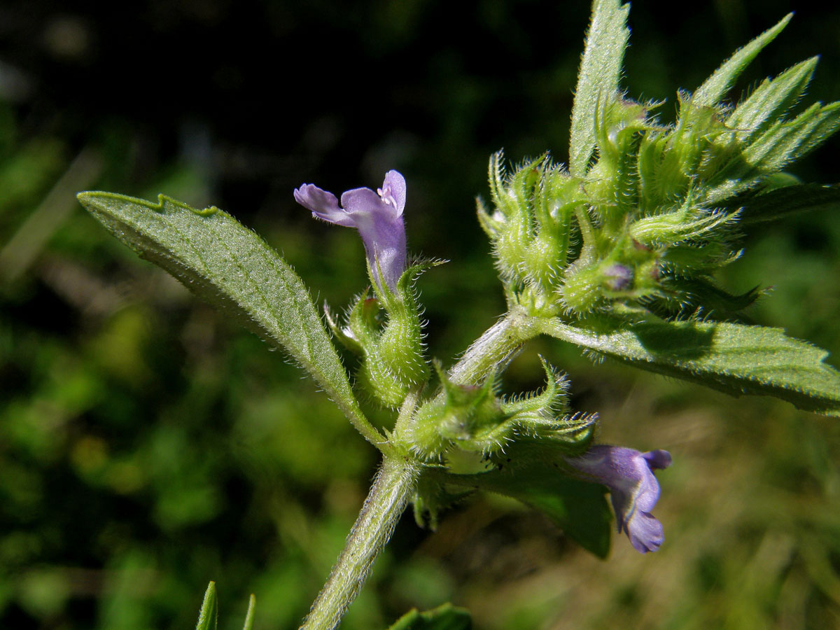 Pamětník rolní (Acinos arvensis (Lamk.) Dandy)