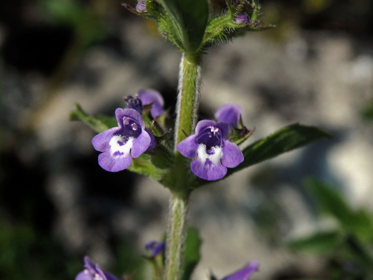 Pamětník rolní (Acinos arvensis (Lamk.) Dandy)