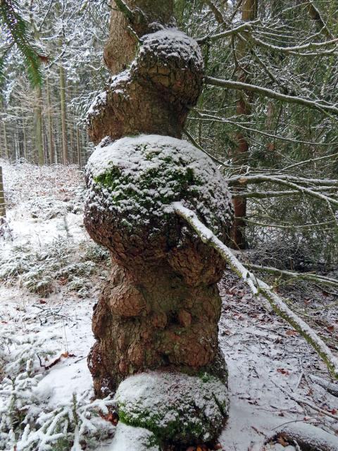 Smrk ztepilý (Picea abies (L.) Karsten) (28b) s nádory na kmeni