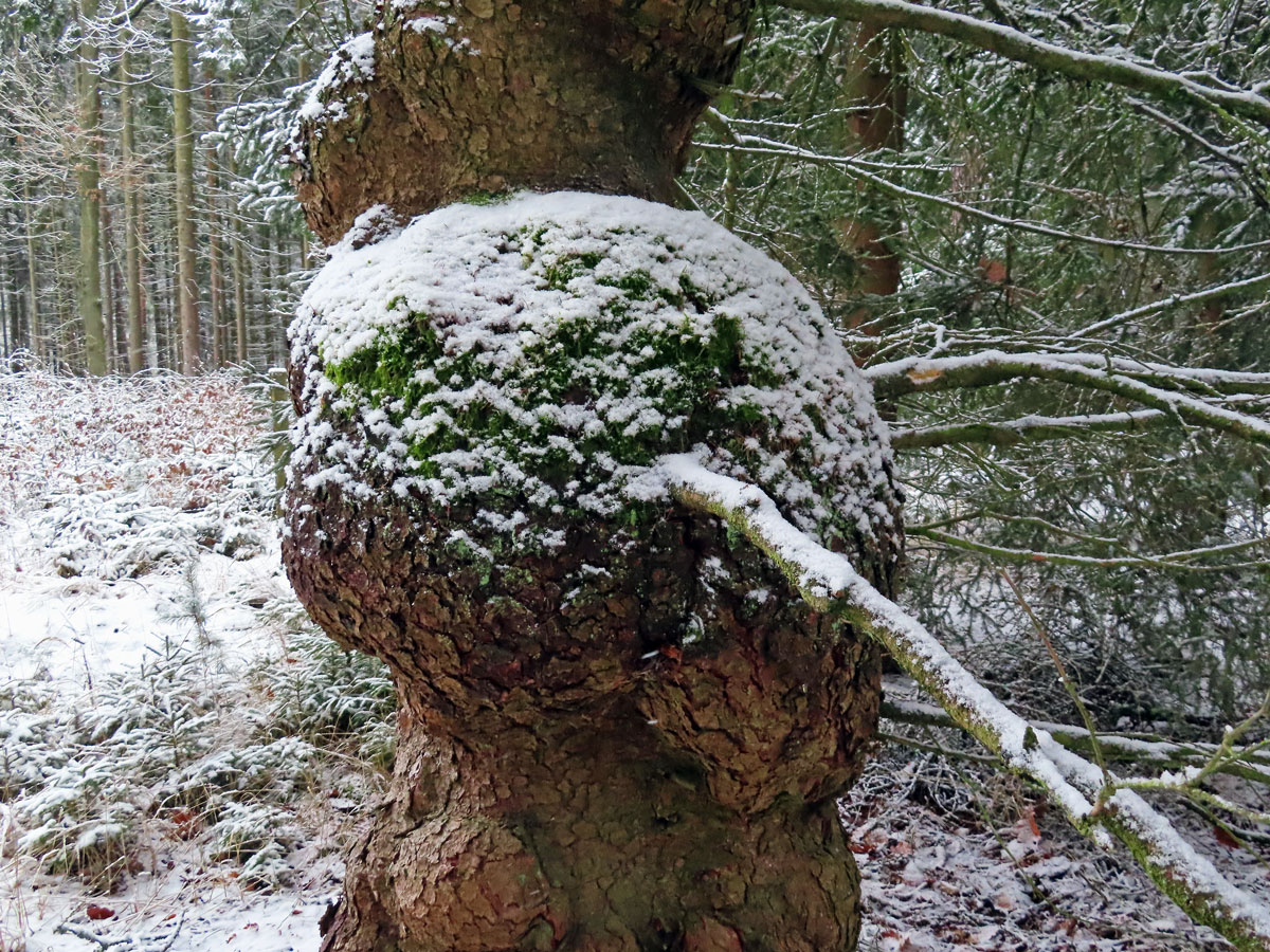 Smrk ztepilý (Picea abies (L.) Karsten) (28d) s nádory na kmeni