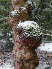 Smrk ztepilý (Picea abies (L.) Karsten) (28c) s nádory na kmeni