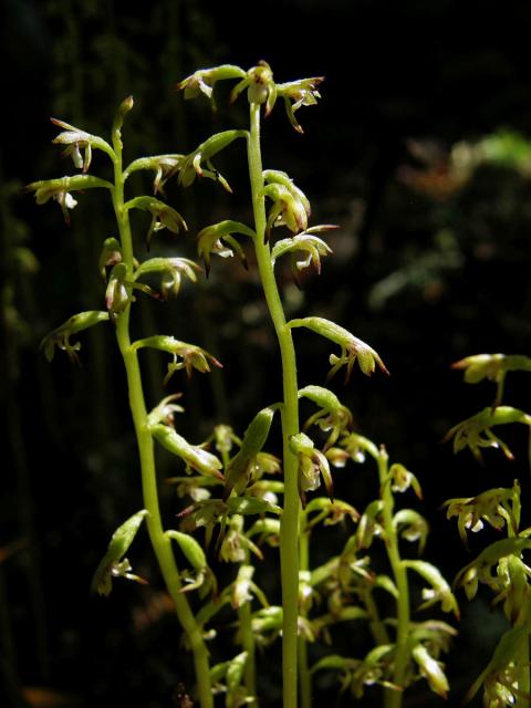 Korálice trojklaná (Corallorhiza trifida Chatelain)