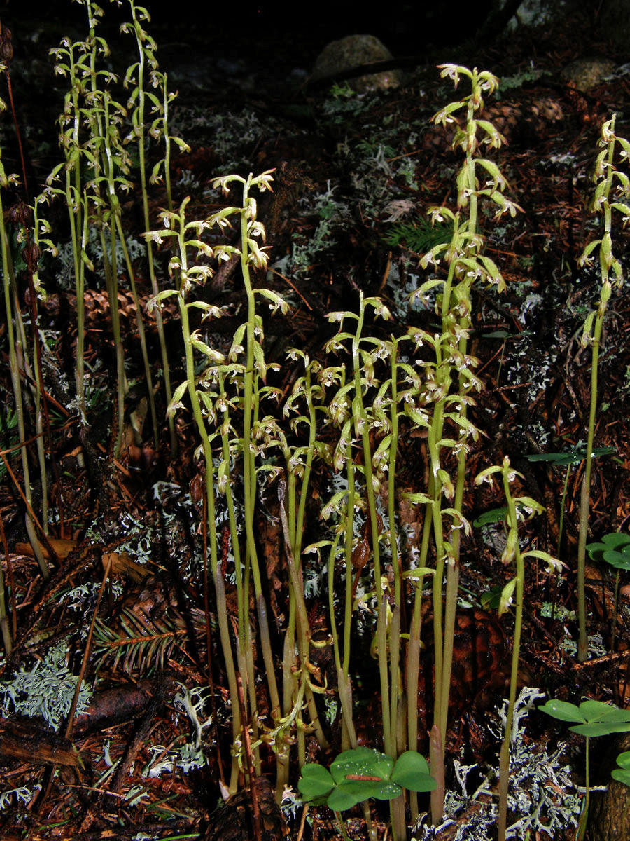 Korálice trojklaná (Corallorhiza trifida Chatelain)