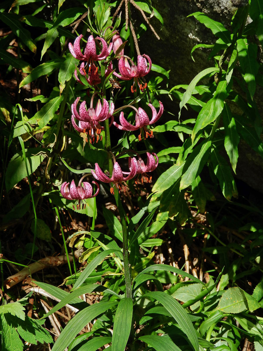 Lilie zlatohlavá (Lilium martagon L.)