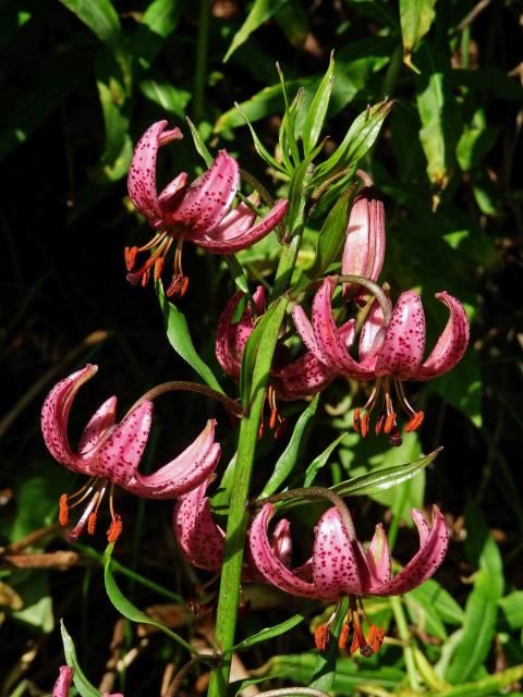 Lilie zlatohlavá (Lilium martagon L.)