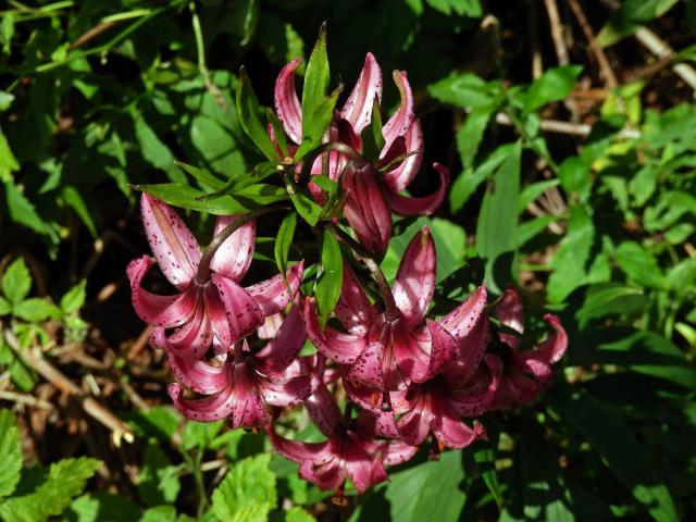 Lilie zlatohlavá (Lilium martagon L.)