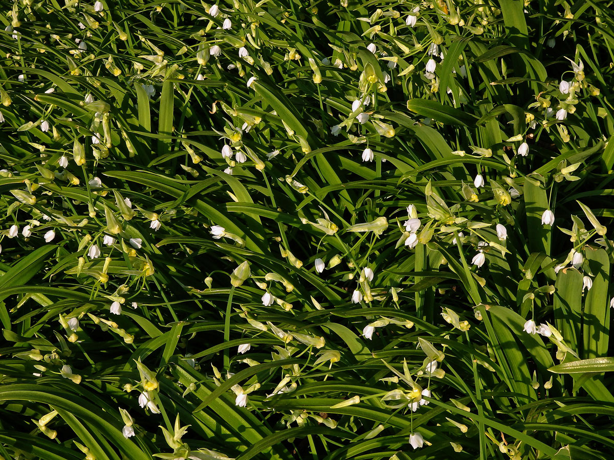 Česnek podivný (Alium paradoxum (M. Bieb.) G. Don)