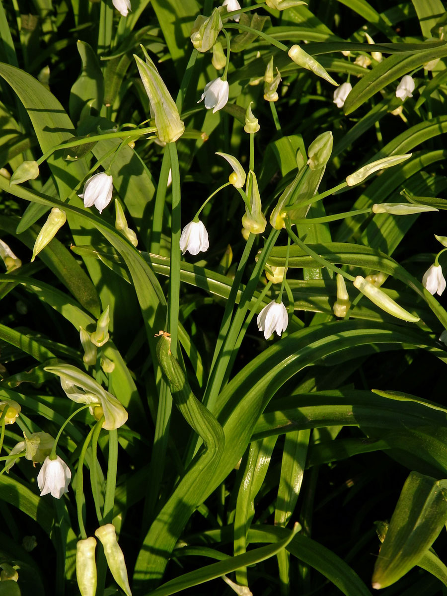 Česnek podivný (Alium paradoxum (M. Bieb.) G. Don)