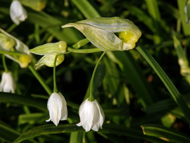 Česnek podivný (Alium paradoxum (M. Bieb.) G. Don)