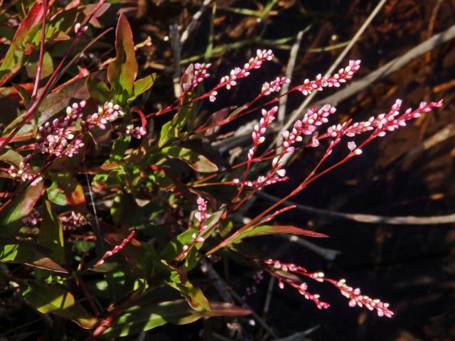 Rdesno (Persicaria decipiens (R. Br.) K. L. Wilson)