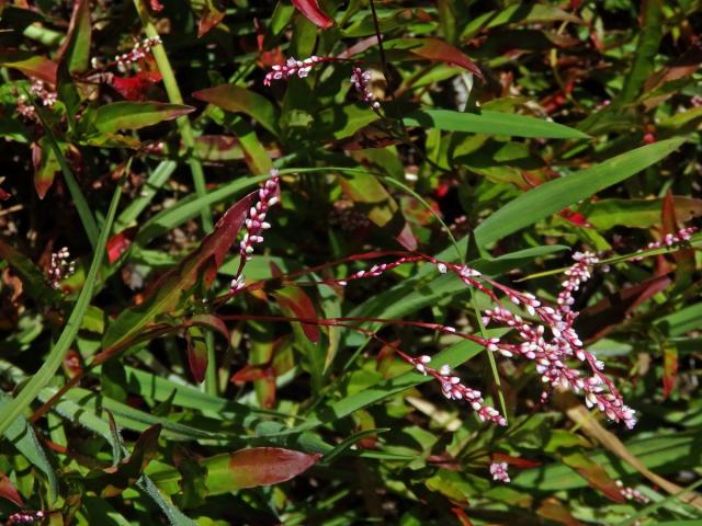 Rdesno (Persicaria decipiens (R. Br.) K. L. Wilson)