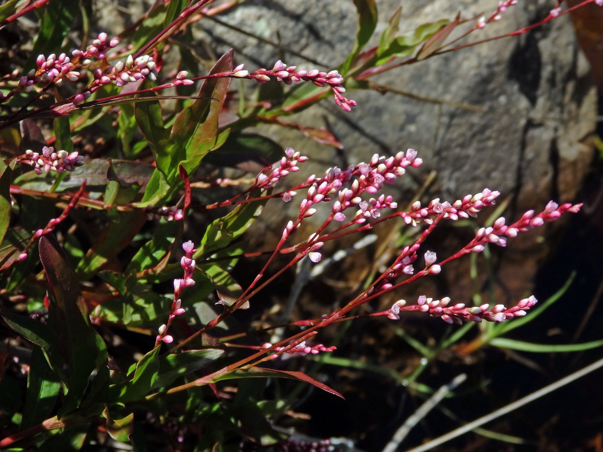 Rdesno (Persicaria decipiens (R. Br.) K. L. Wilson)