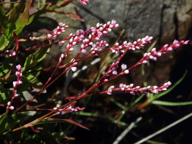 Rdesno (Persicaria decipiens (R. Br.) K. L. Wilson)