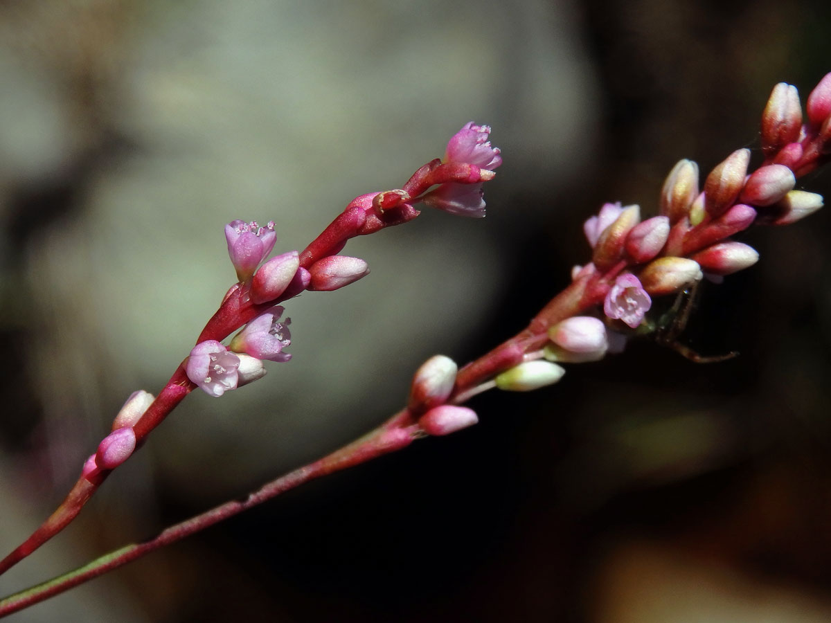 Rdesno (Persicaria decipiens (R. Br.) K. L. Wilson)