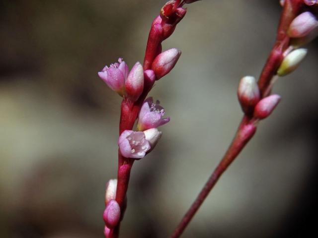 Rdesno (Persicaria decipiens (R. Br.) K. L. Wilson)