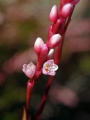 Rdesno (Persicaria decipiens (R. Br.) K. L. Wilson)