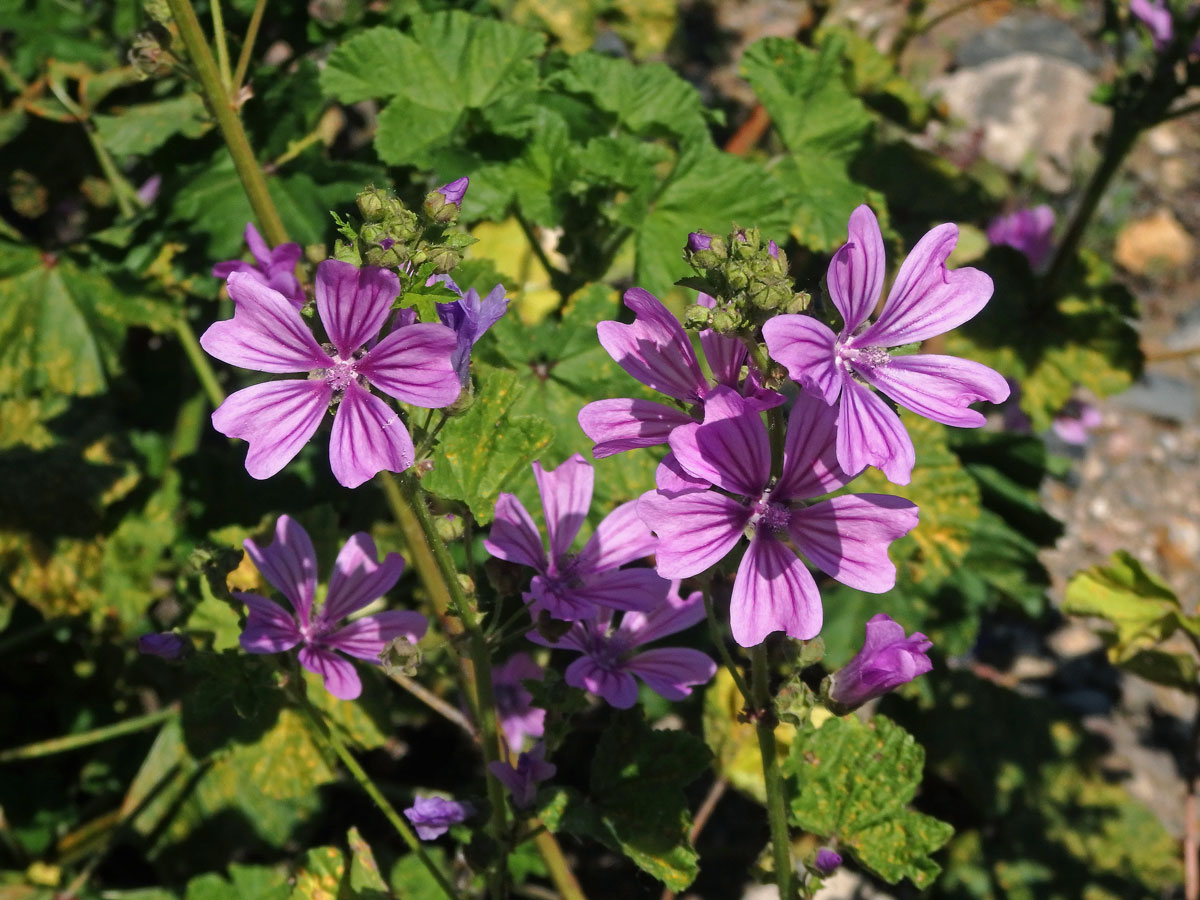 Sléz lesní (Malva sylvestris L.)